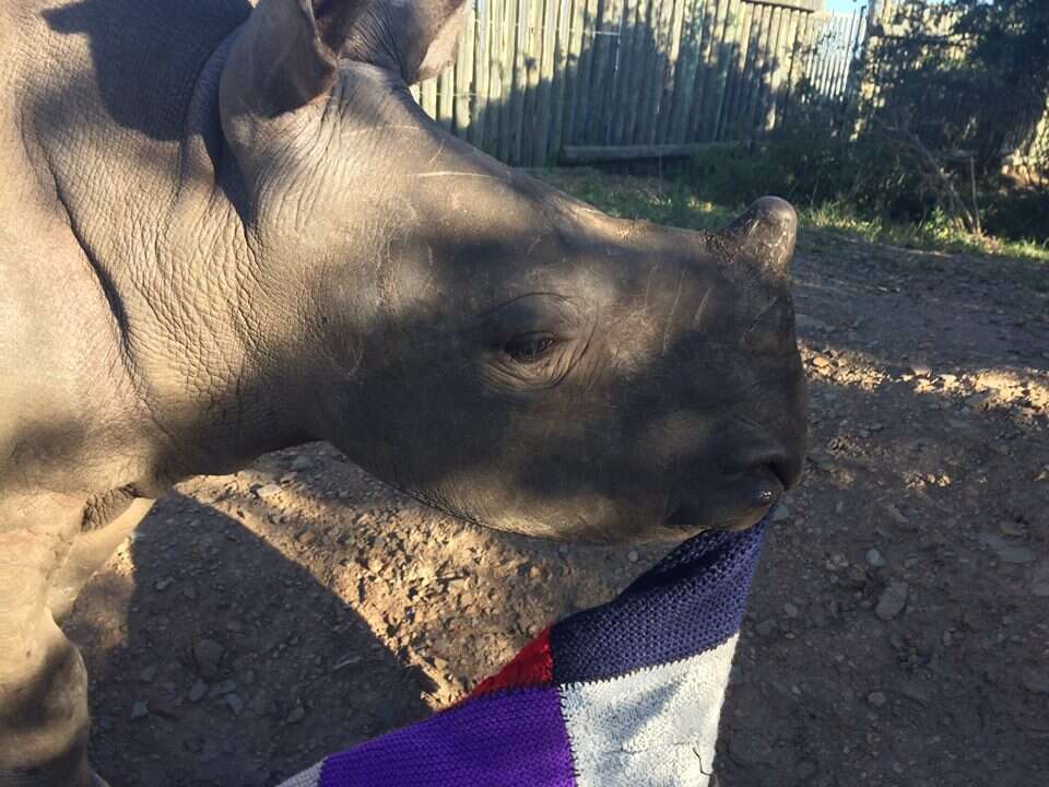 One of the rhinos at Thula Thula Orphanage