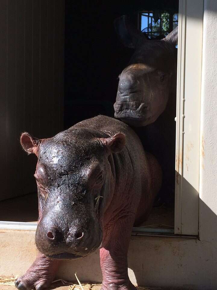 One of the rhinos at Thula Thula Orphanage with the orphan hippo