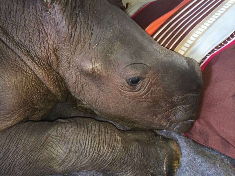 One of the rhinos at Thula Thula Orphanage