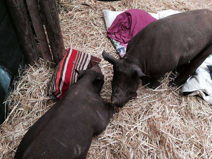 Two of the rhinos at Thula Thula Orphanage