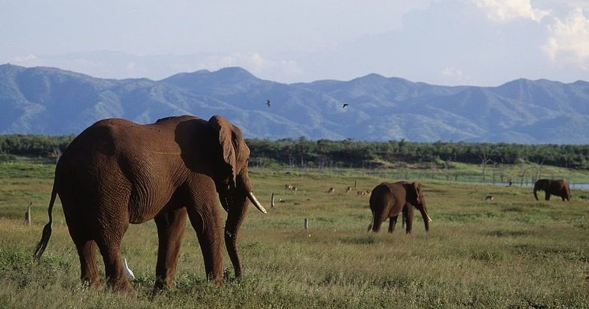 Zimbabwe Is Having A Drought So It's Selling Its Wild Animals - The