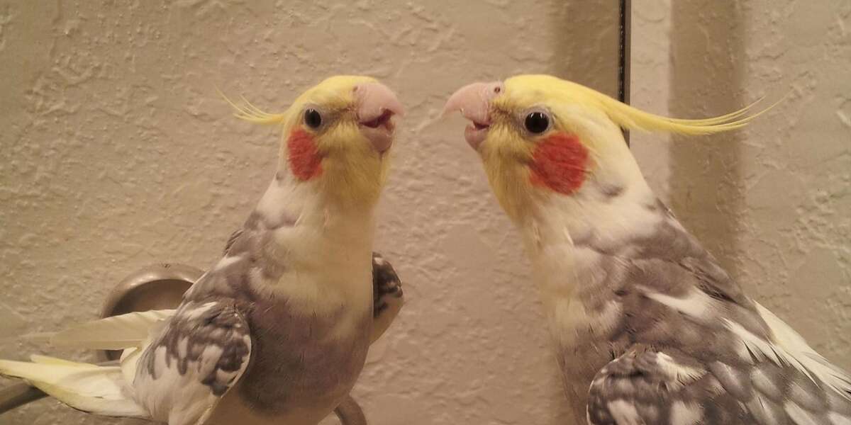 10 Animals Who Aren't Quite Sold On This Whole "Mirror" Thing - The Dodo