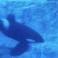 SeaWorld Says Orca Stuck In Tank Is Doing ‘Great’