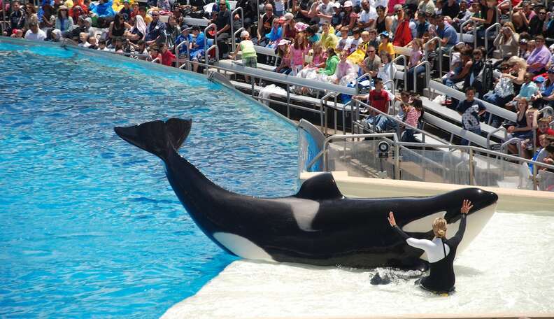 Orca Firework SeaWorld Makes The Fourth Of July Hell For Its Orcas - The Dodo