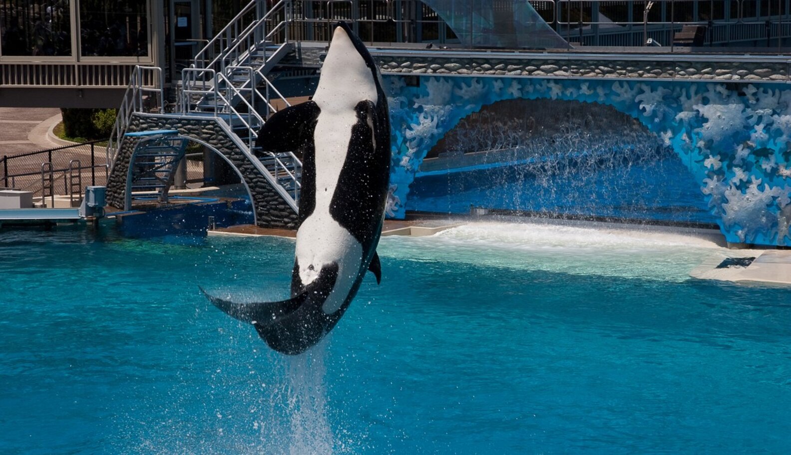 SeaWorld Makes The Fourth Of July Hell For Its Orcas - The Dodo