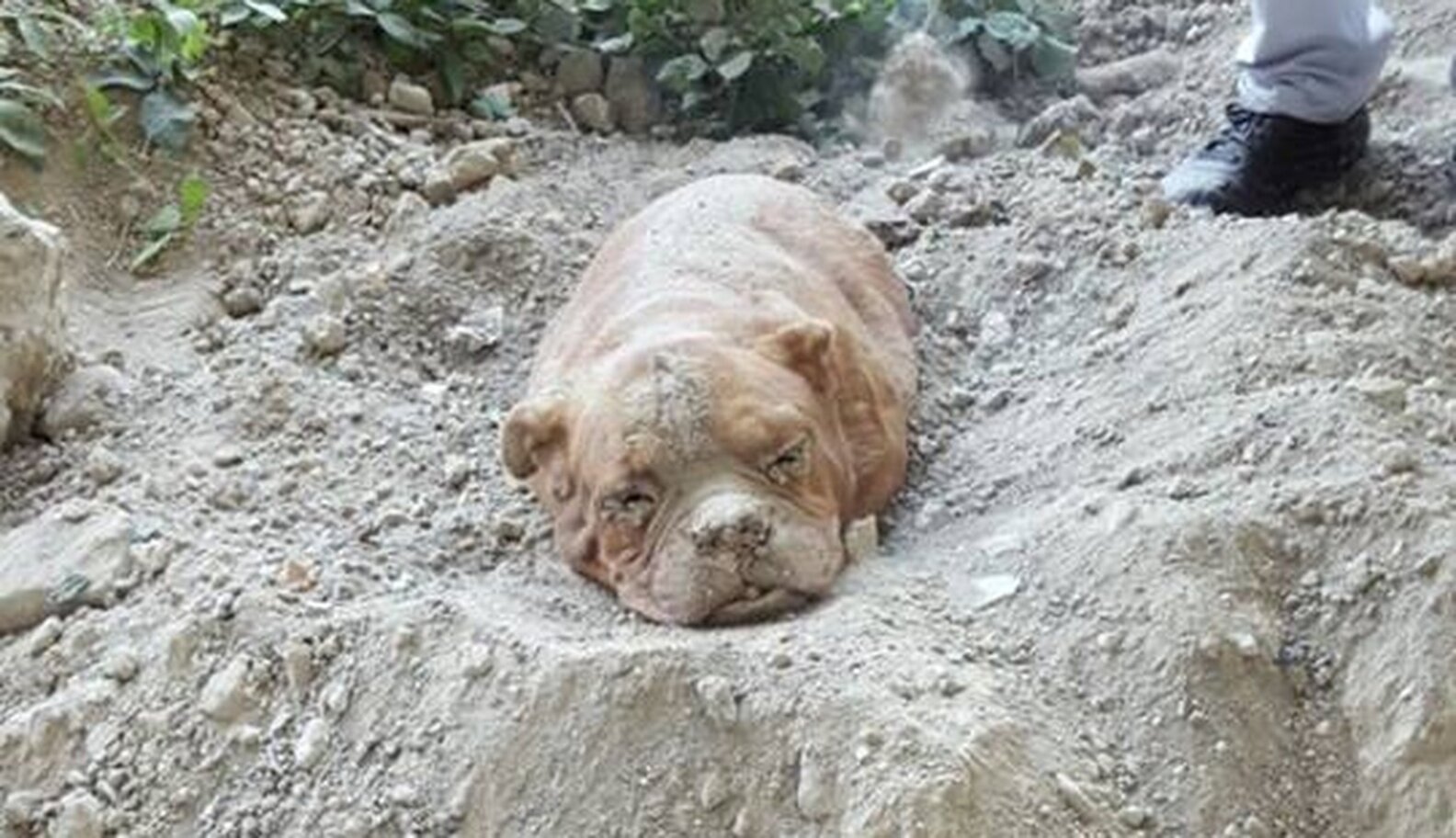 Man Who Buried Dog Alive Thought No One Would Find Her The Dodo