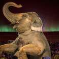 There Are More Cruel Circuses In The U.S. Than You Think