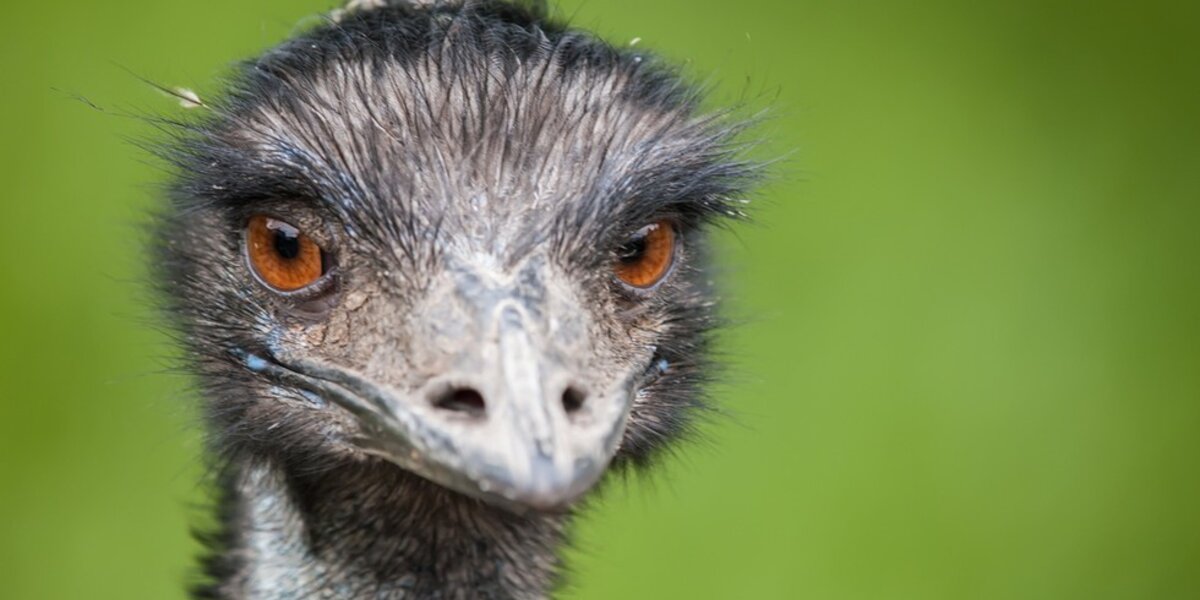 Emu Rider Emu Rider Faces Animal Cruelty Charge - The Dodo