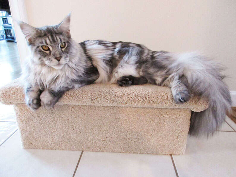 pet steps from cozycatfurniture.com