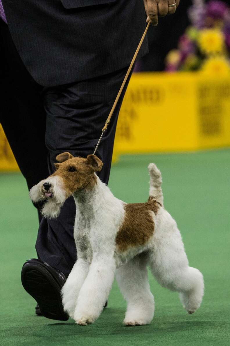 Wire fox top terrier show dog