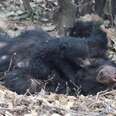 Baby Bear Wouldn't Let Go Of Mom Who Was Killed By Poachers