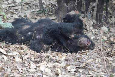 A sloth bear clinging to the body of his dead mom