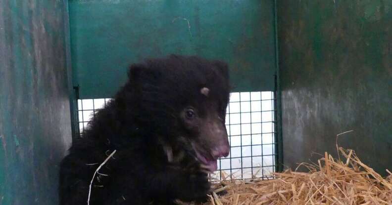 A baby sloth bear at a rescue facility in India