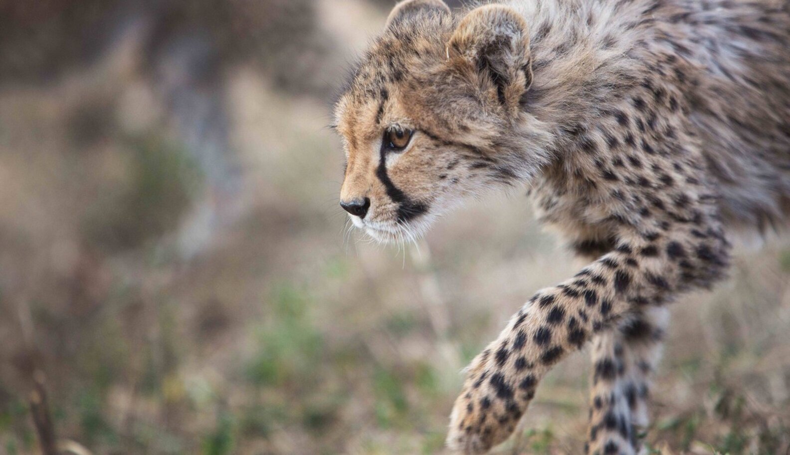 rescued-baby-cheetahs - The Dodo