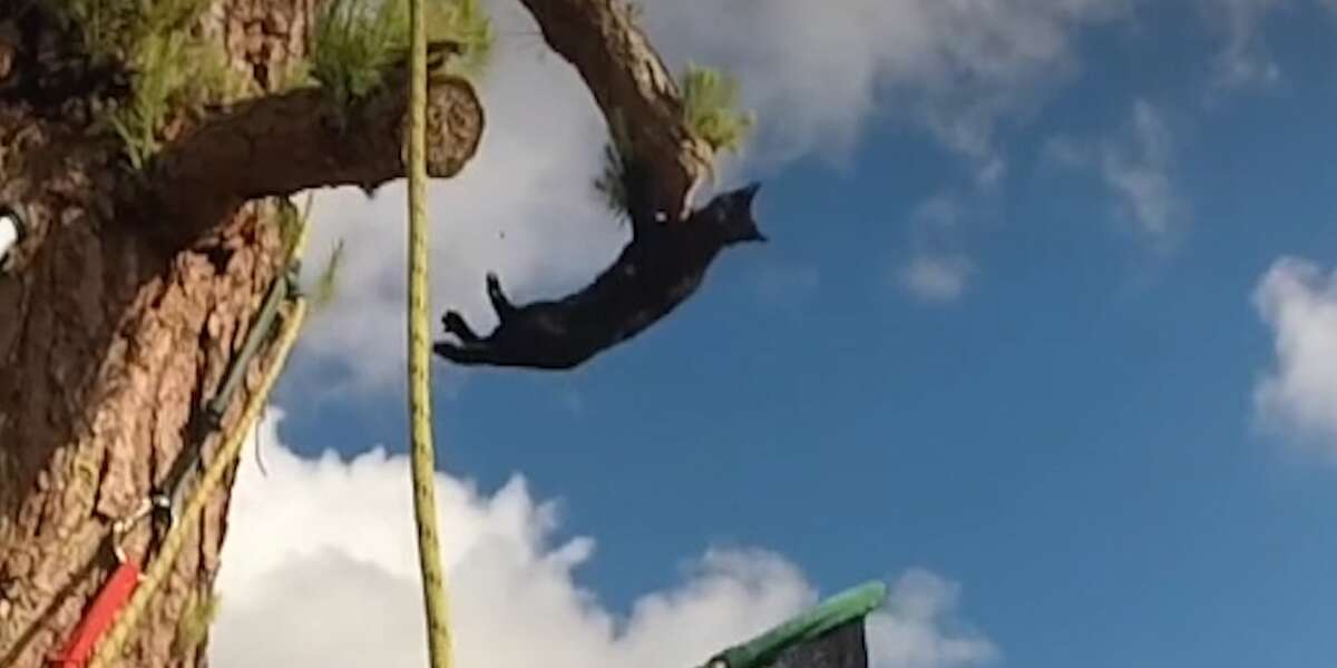 Cat Stuck In Tree Rescues Himself Videos The Dodo