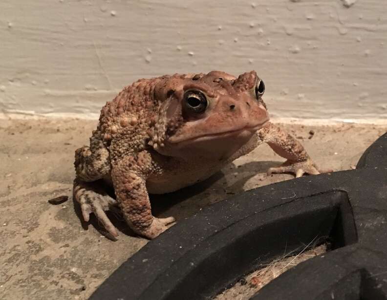 toad wears hats