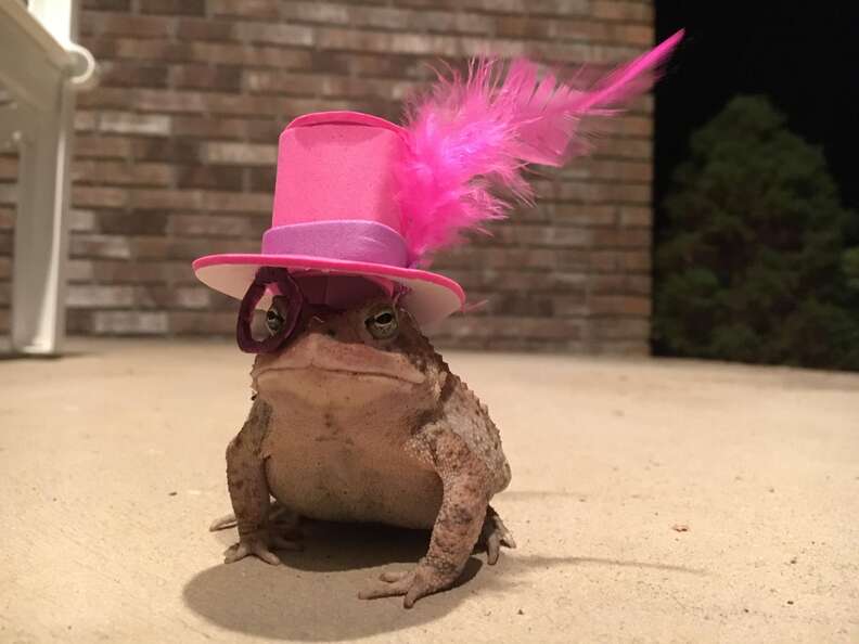 toad wears hats