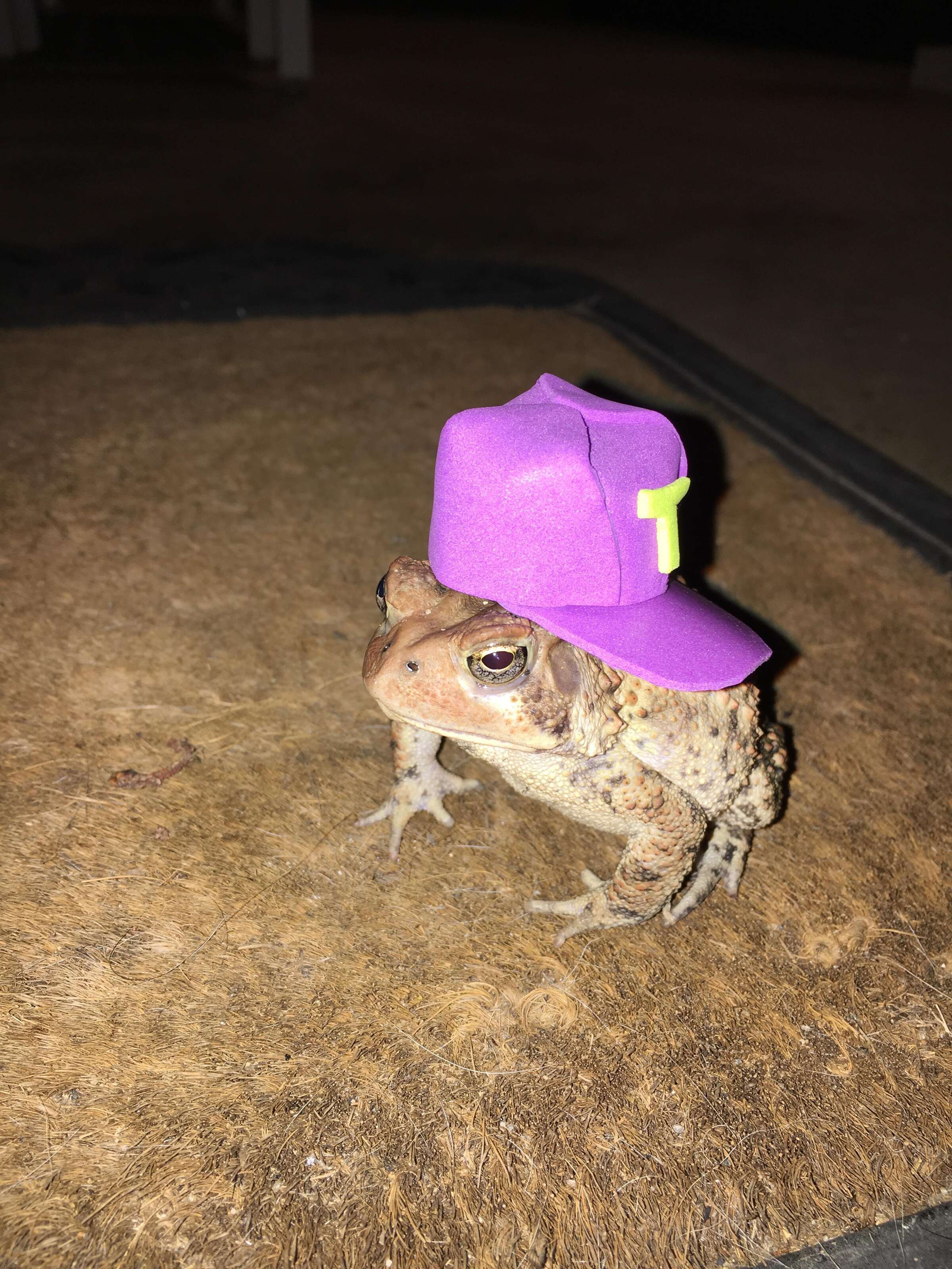toad wears hats