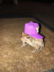 wallpapers Cute Pictures Of Frogs With Hats toad visits man every night to wear