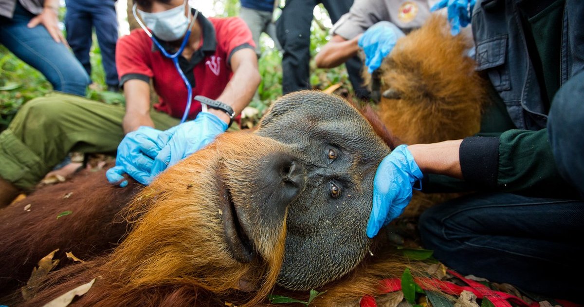 Trapped Orangutan  With Gunshot Wound Is Rescued Just In 