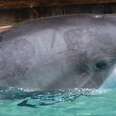 Dolphin Pox Infects SeaWorld Orlando's Dolphin Nursery And Dolphin Cove