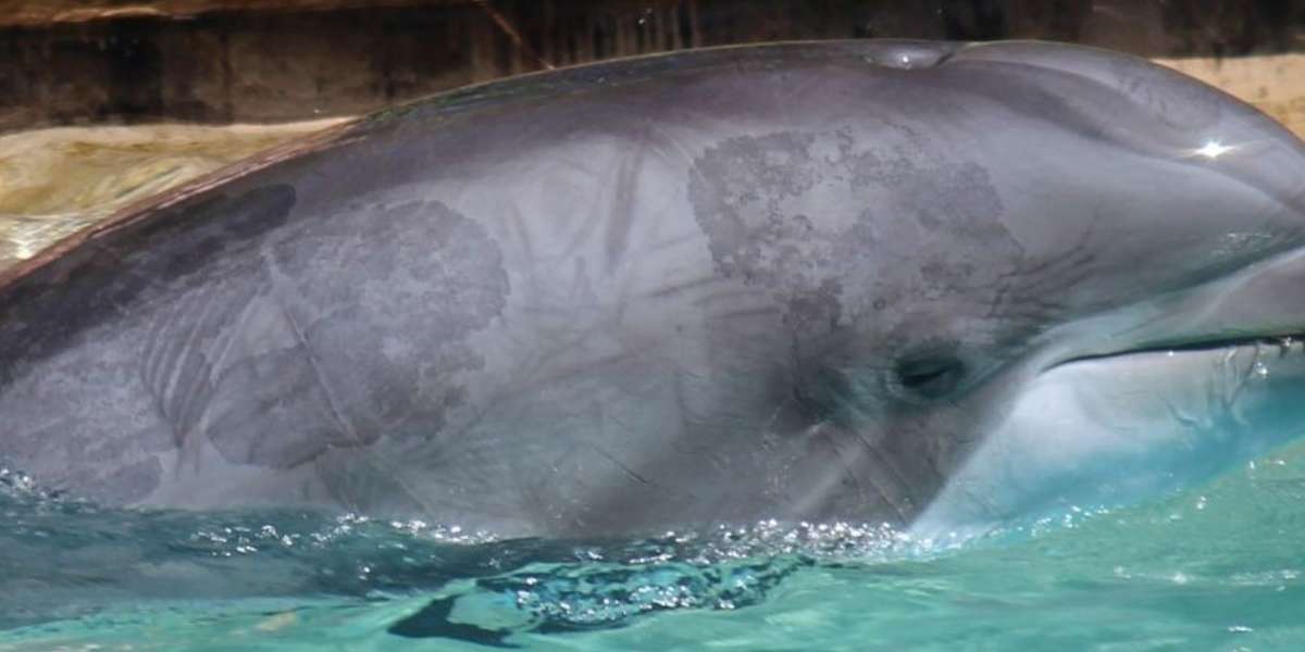Dolphin Pox Infects SeaWorld Orlando's Dolphin Nursery And Dolphin Cove ...