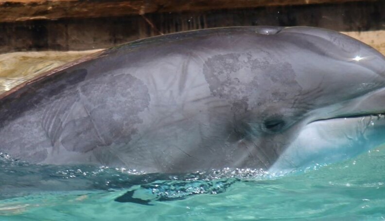 Dolphin Pox Infects SeaWorld Orlando's Dolphin Nursery And Dolphin