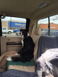 Dog in back of car