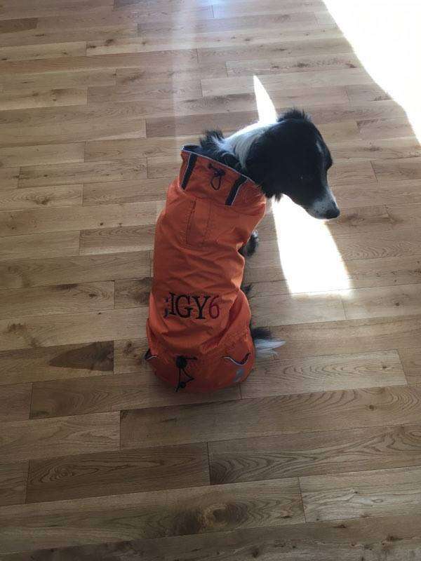 Service dog in coat