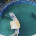 'World's Loneliest Orca' Could Return Home Soon