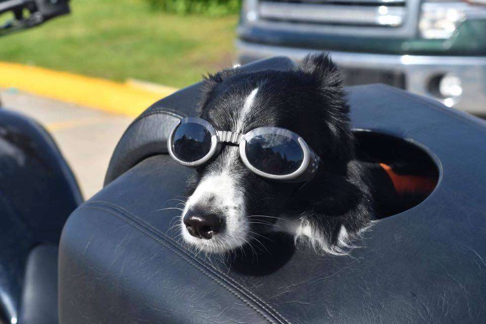 Service dog on back of motorcycle in sunglasses
