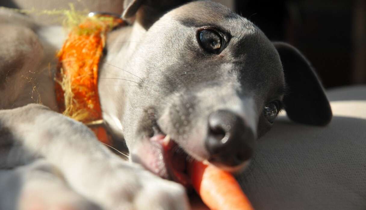 Can Squirrels Kill Dogs