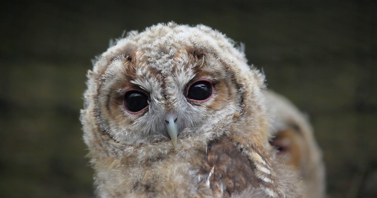 Baby Owl Is Reigning Staring Contest Champ - The Dodo