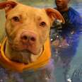 Pit Bull Who Was Paralyzed Learns To Swim Instead