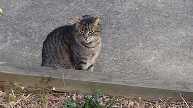 man finds cat after 11 years