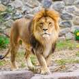 Zoo Wants To Dissect Healthy Lion In Front Of Children