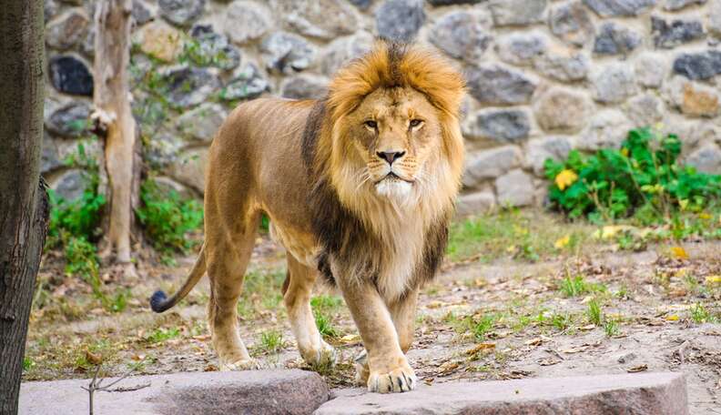 Halt Stop Door stopper by Lion