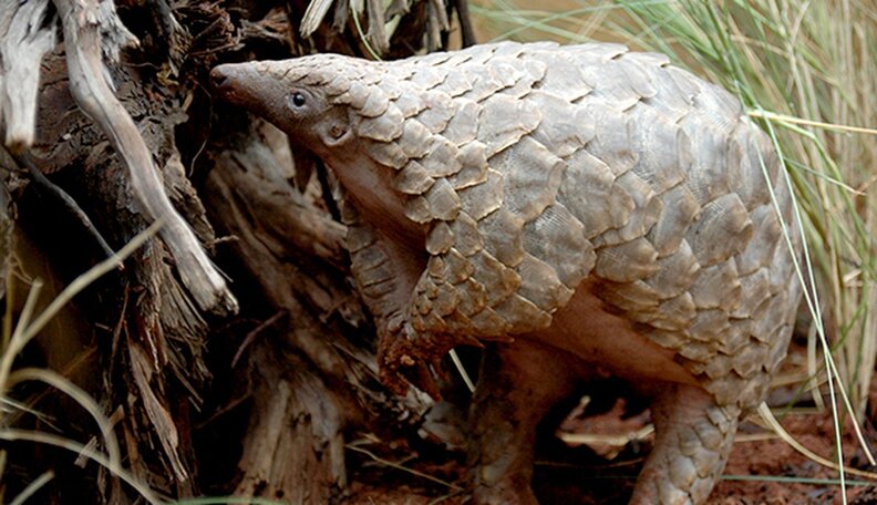 America Taking Action To Save This Animal Teetering Toward Extinction - The  Dodo