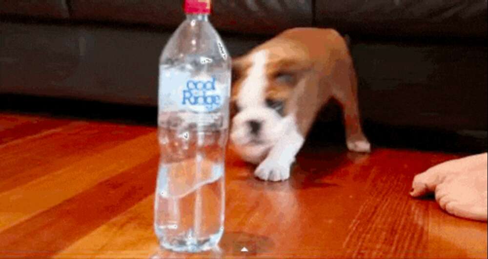 Brave Little Bulldog Puppy Stands Up To A Scary Water Bottle - The Dodo