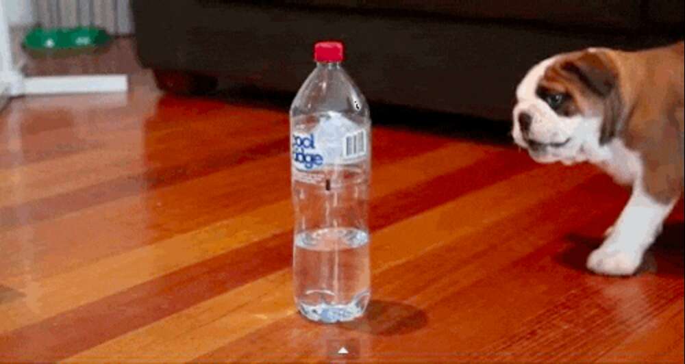Brave Little Bulldog Puppy Stands Up To A Scary Water Bottle - The Dodo