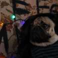 'Stranger Pugs' Is Pretty Much Perfect