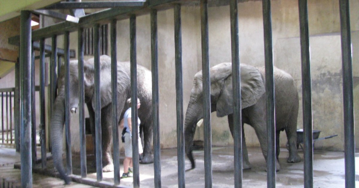 Zoo Elephant's 'Natural Death' Came 20 Years Too Early The Dodo