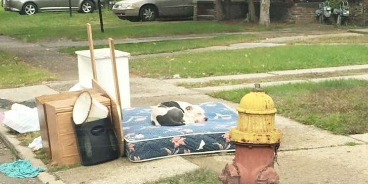 Dog Waits On Curb For Over A Month After His Family Moves Away - The Dodo