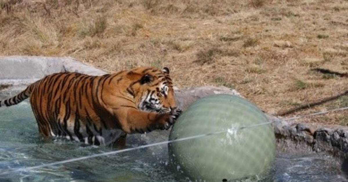 Boomer ball clearance