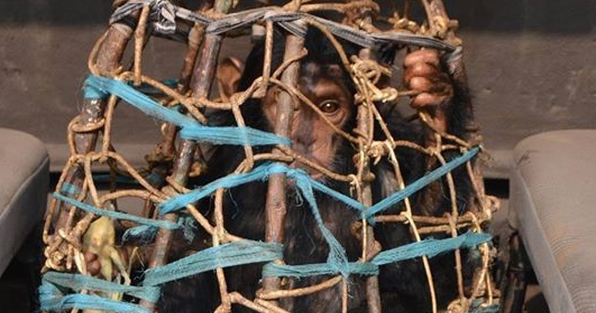 Baby Chimp Found In Cage Of Sticks Can Finally Stretch Her Legs - The Dodo