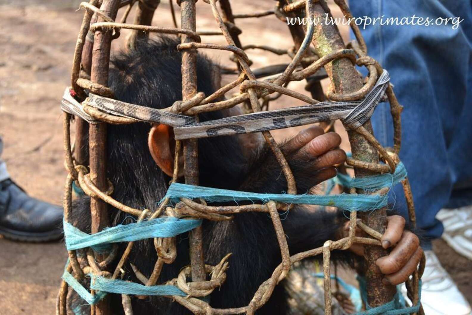 Baby Chimp Found In Cage Of Sticks Can Finally Stretch Her Legs - The Dodo