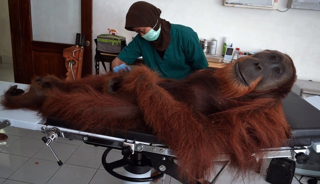 Rescued Orangutan Survives Near-Disastrous Poaching Attack - The Dodo