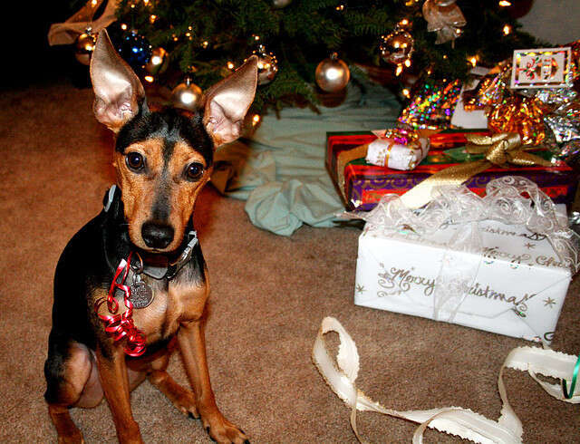 Why You Shouldn't Give Puppies As Gifts This Christmas - Cesar's Way