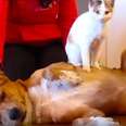 Stray Kitten Needs A Family ... So She Follows Home A Dog