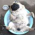 To chill like a pug.